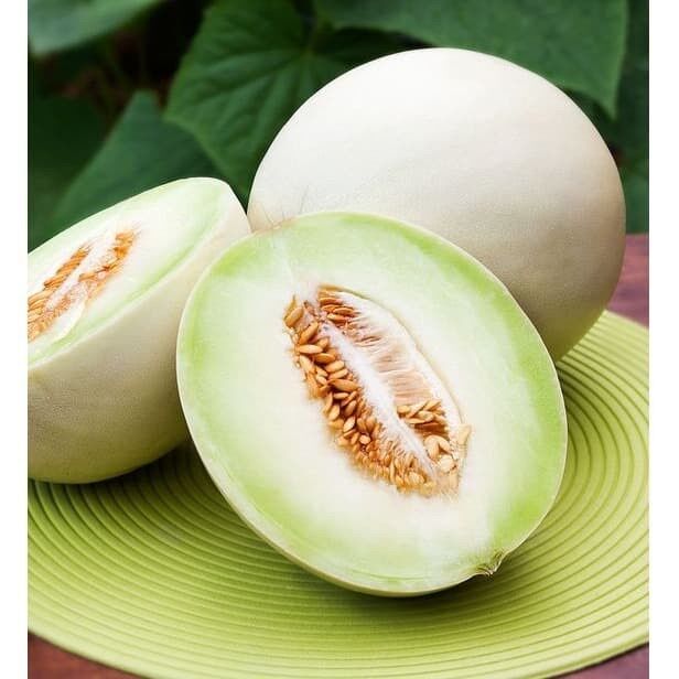 MURAH - BIBIT MELON MADU PUTIH