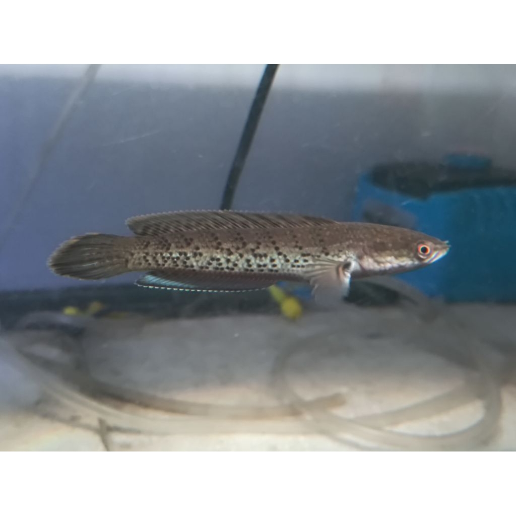 Channa Stewartii 8-9cm
