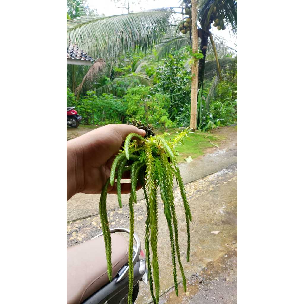 tanaman hias kumpay atau huberzia