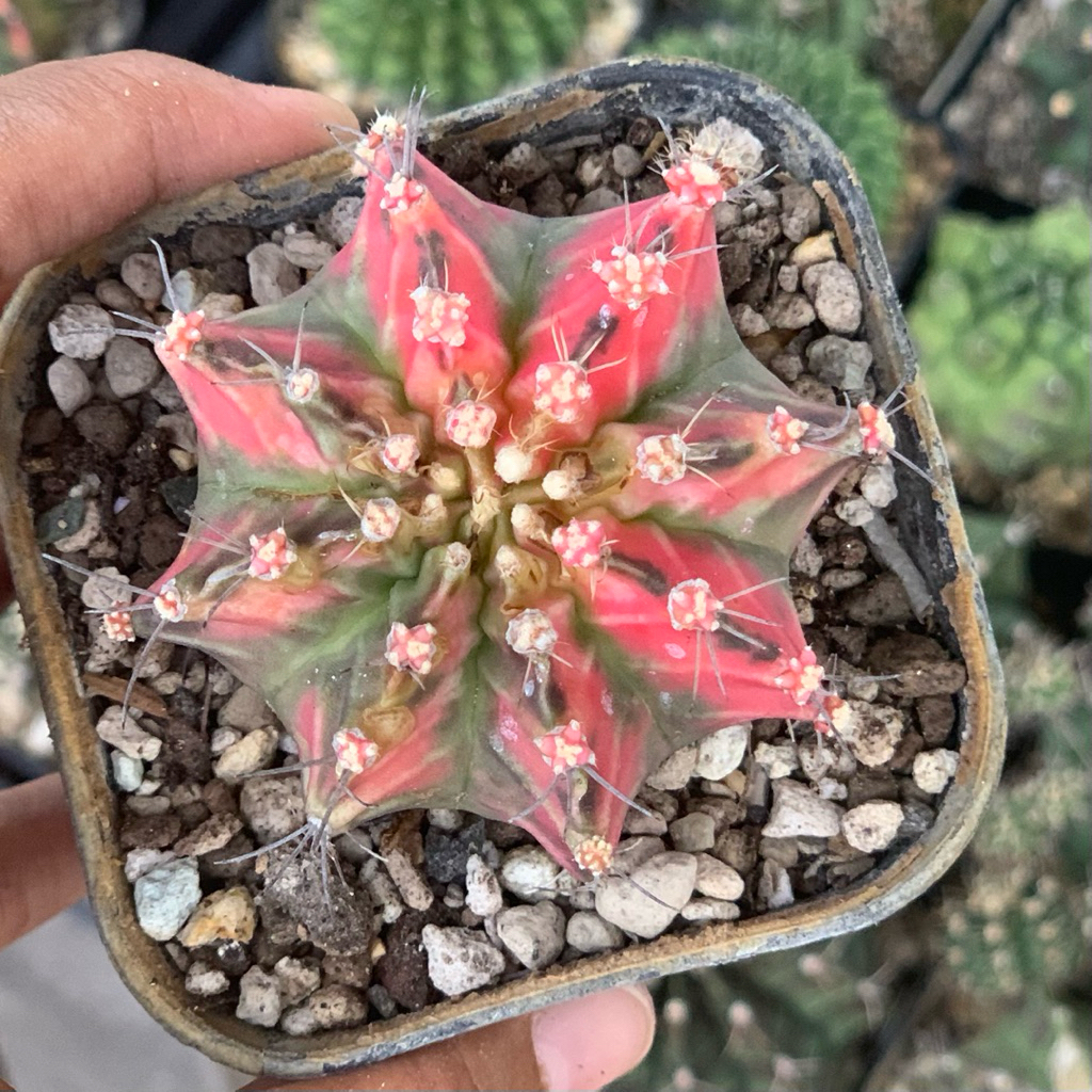 Gymno gymnocalycium miha mihanovichi red bee black kaktus miha hybrid tanaman hias hidup gurun hobby