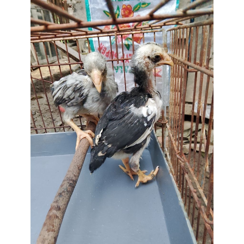 anak ayam Birma×Bangkok usia 1-2 bulan