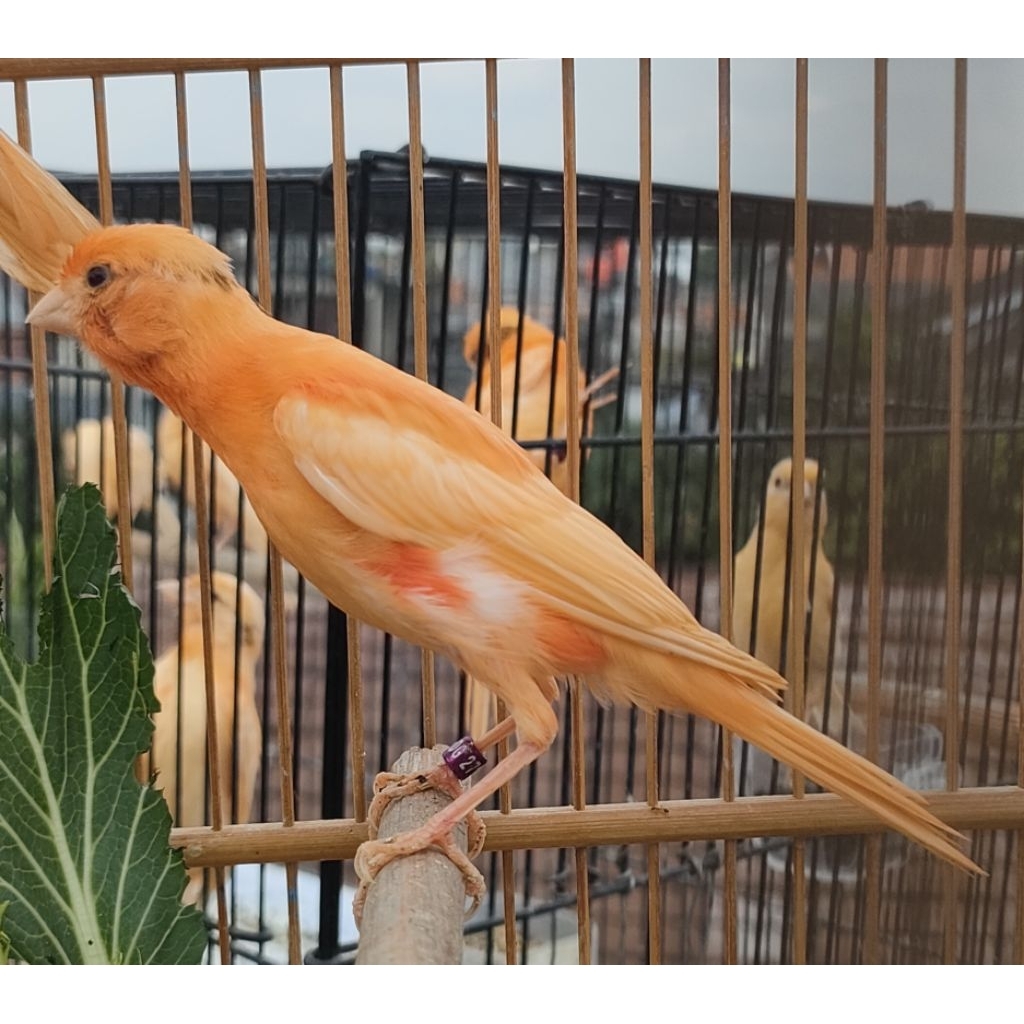 kenari merah lokal Fik jantan usia 3bln warna alami