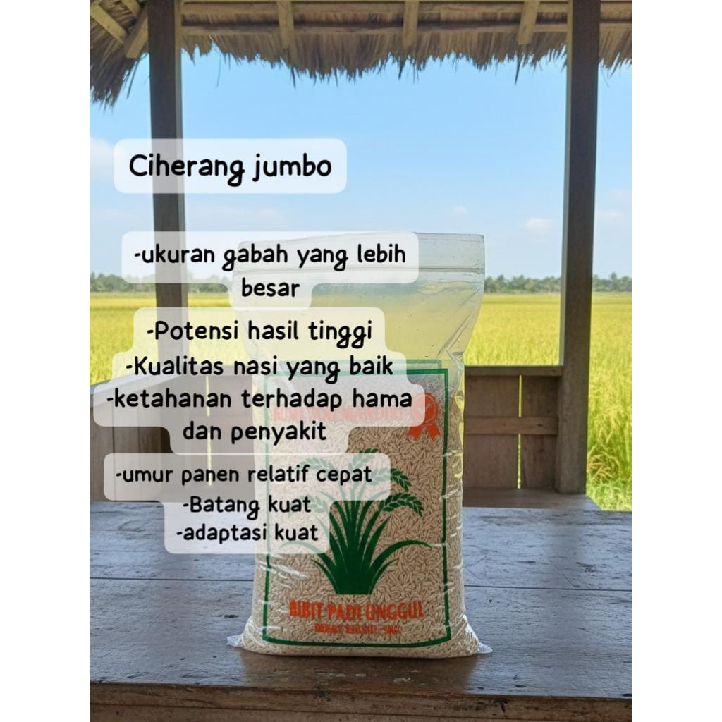 benih padi berkualitas tinggi [bibit padi Ciherang jumbo kemasan 5kg]