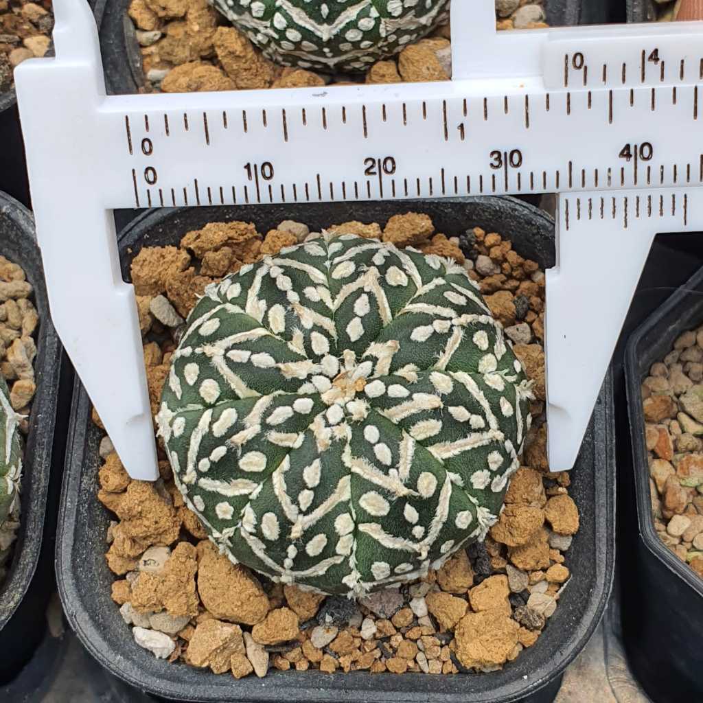 Astrophytum asterias V-Type Selected Pattern