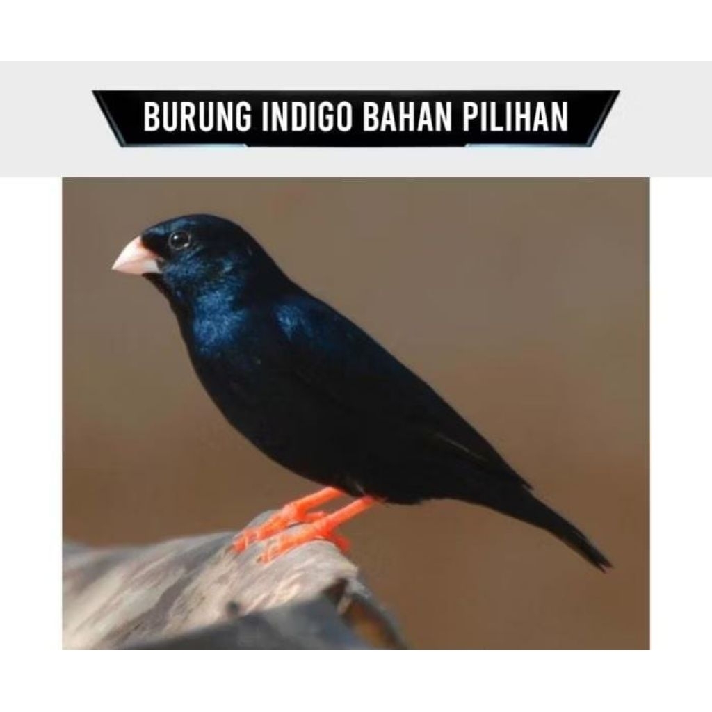 Burung Indigo Village Finch  Masteran Handal Jantan Pilihan