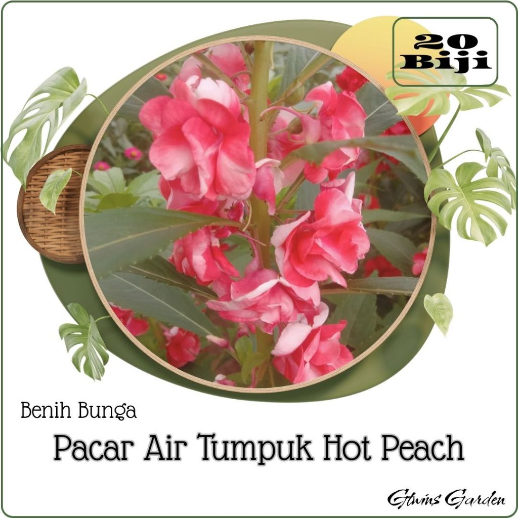 20 Butir Benih Pacar Air Tumpuk  Gradasi Merah Putih