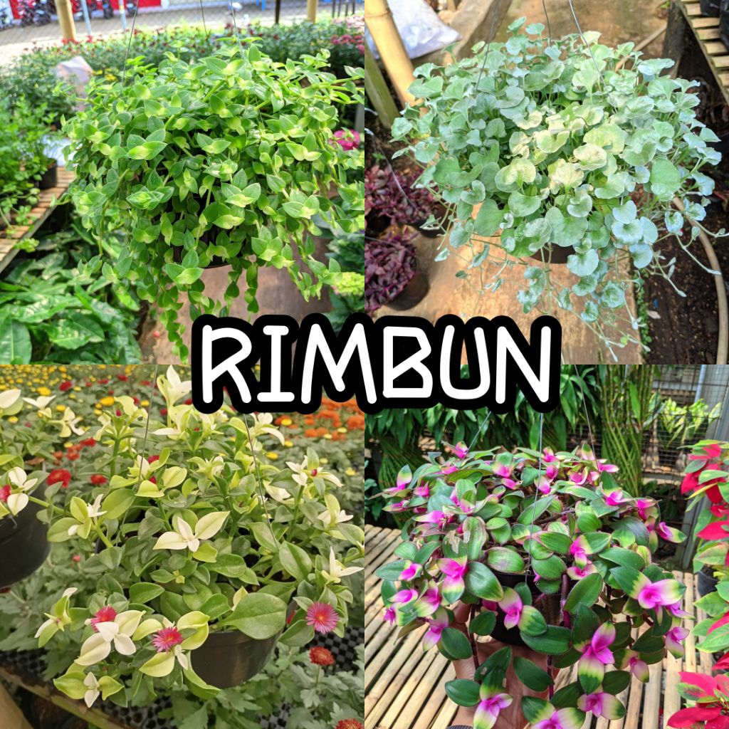 Tanaman Hias Gantung Indoor Tahan Panas Mudah Dirawat Cocok Untuk Hiasan di Teras atau Balkon Kualit