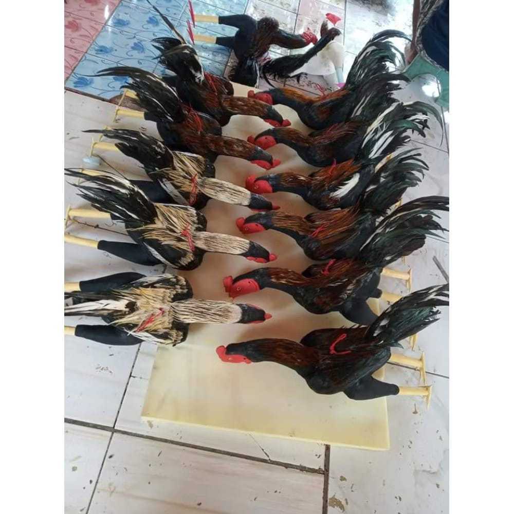 Boneka Ayam Jago - Boneka Ayam Aduan (latihan)