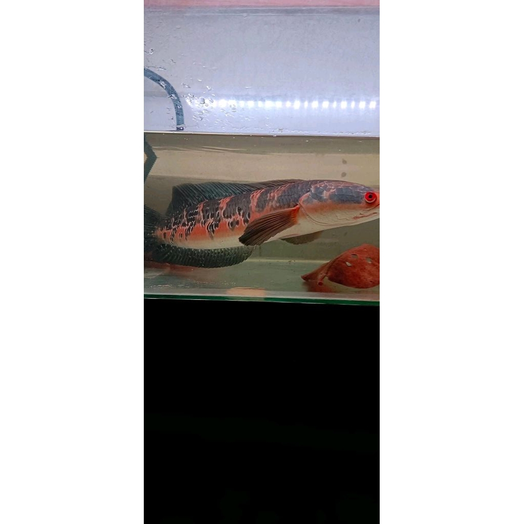 Chana maru Oren Riau borneo 15-20cm