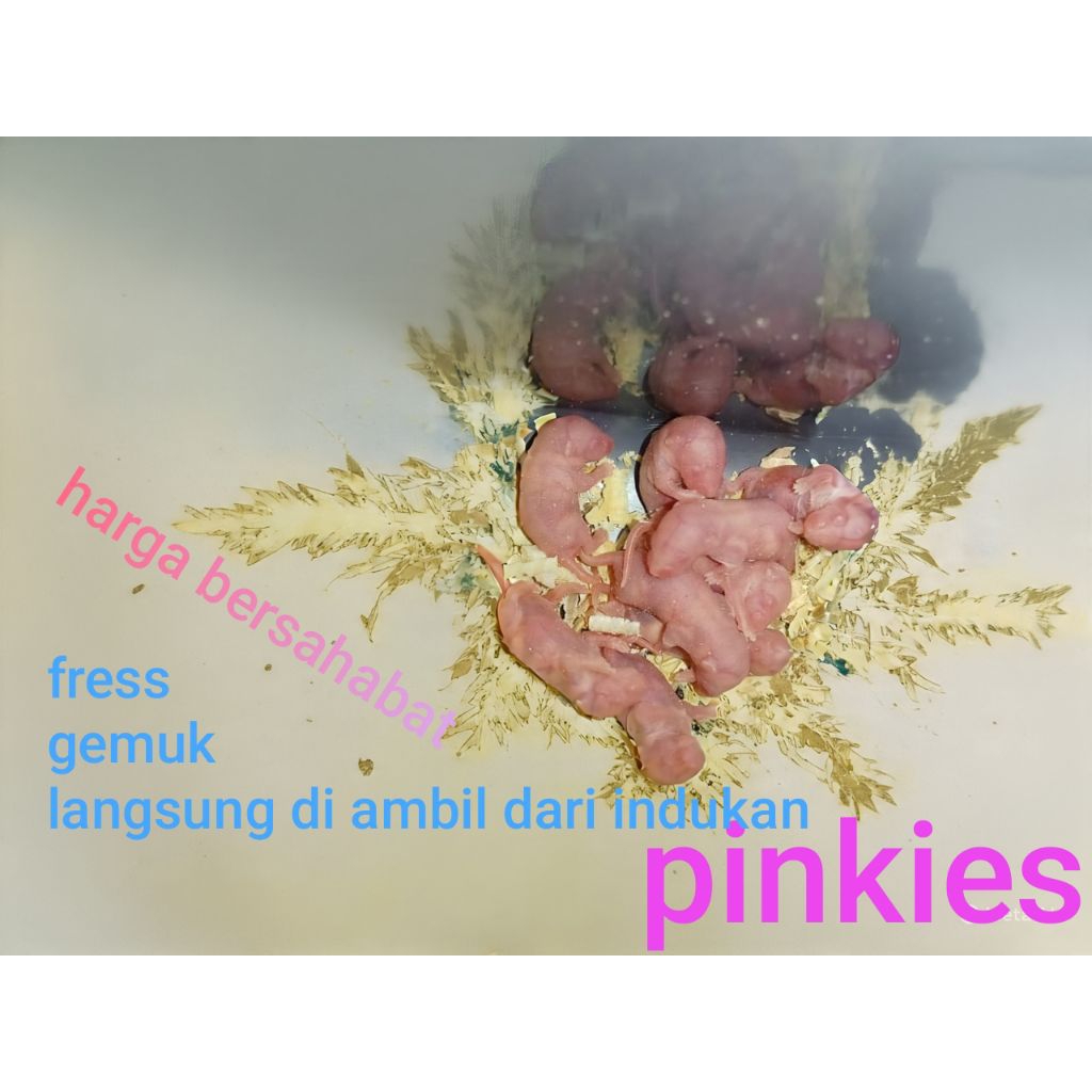 tikus mencit pinkiss