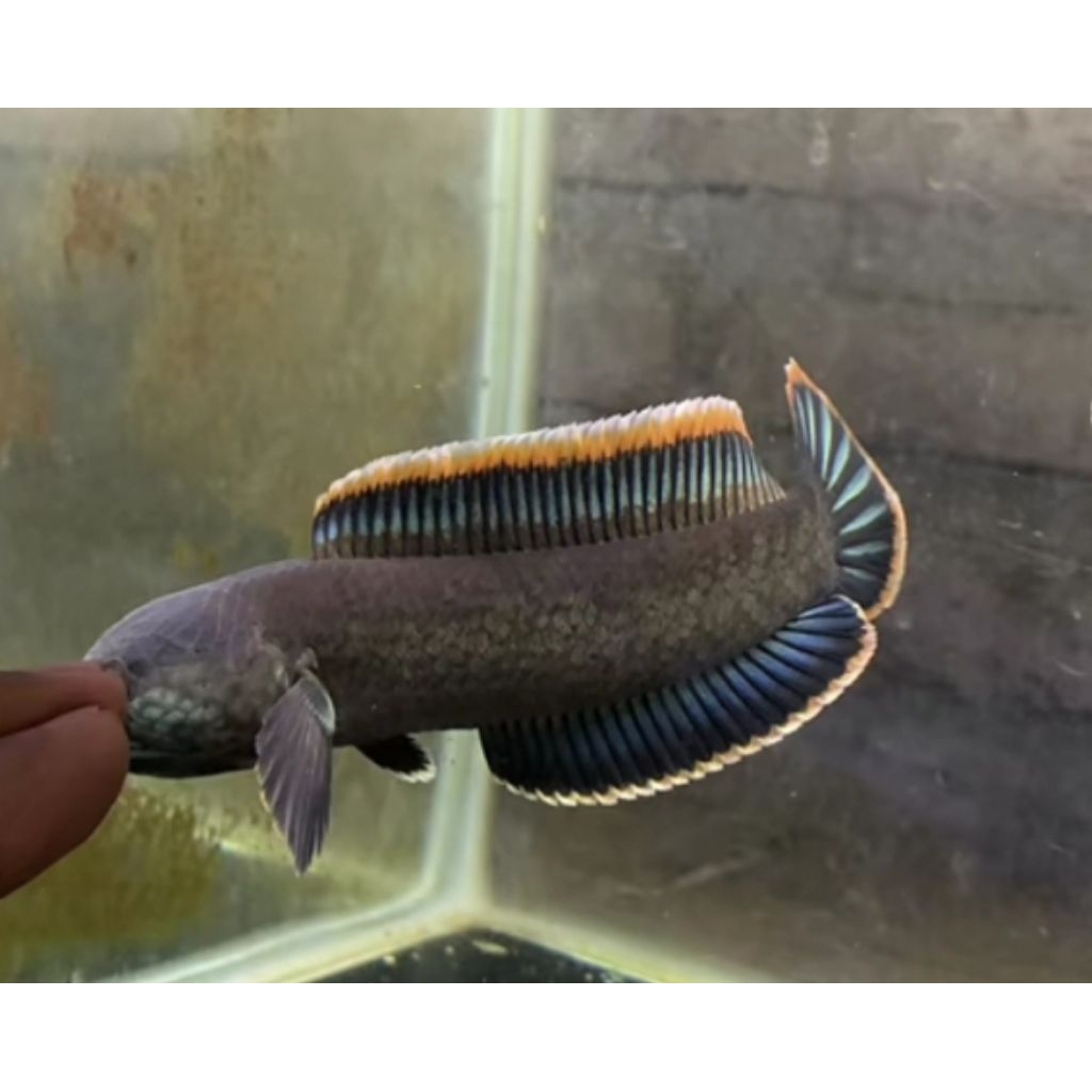 Limbata Cb Full Nyenii Super Rim Tebal size 6-10 cm (Bayar COD)