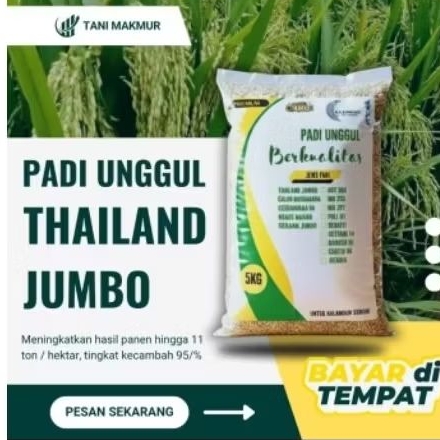 terbaru bibit padi unggul THAILAND JUMBO 5KG
