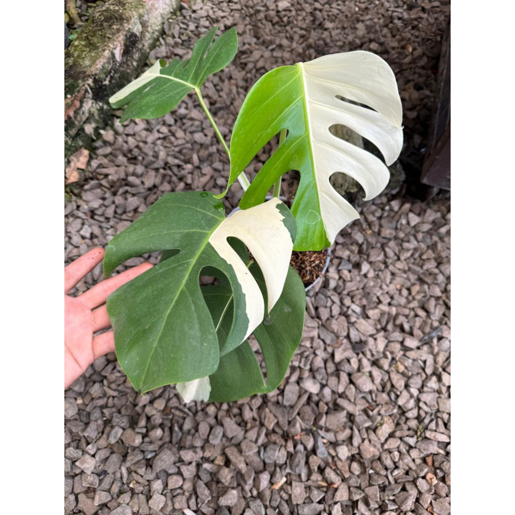 monstera variegata halfmoon