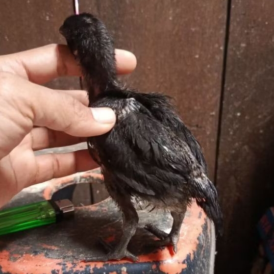 ayam cemani hias bulu serba hitam anakan remaja besar