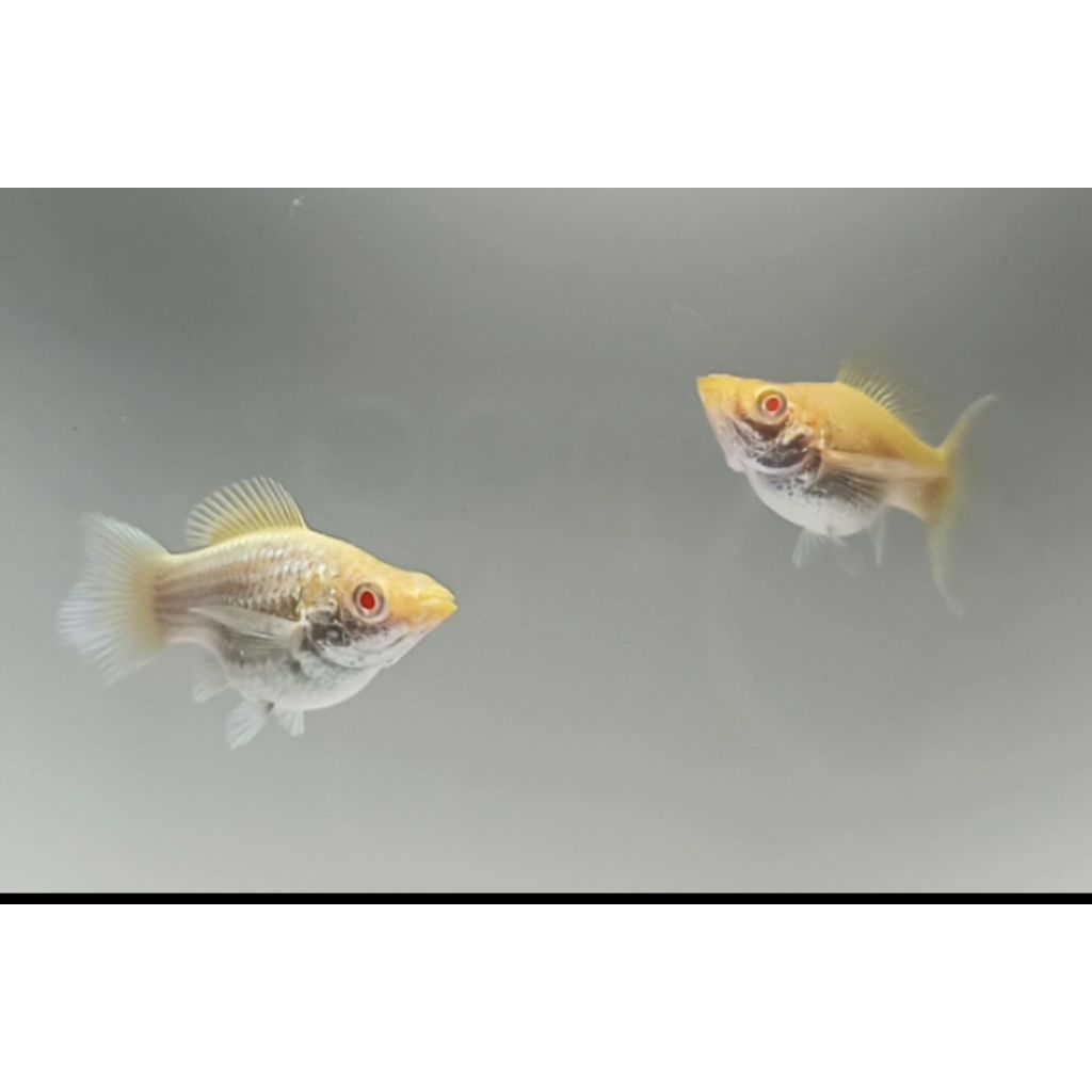 MOLLY BALON SOFTGOLD ALBINO