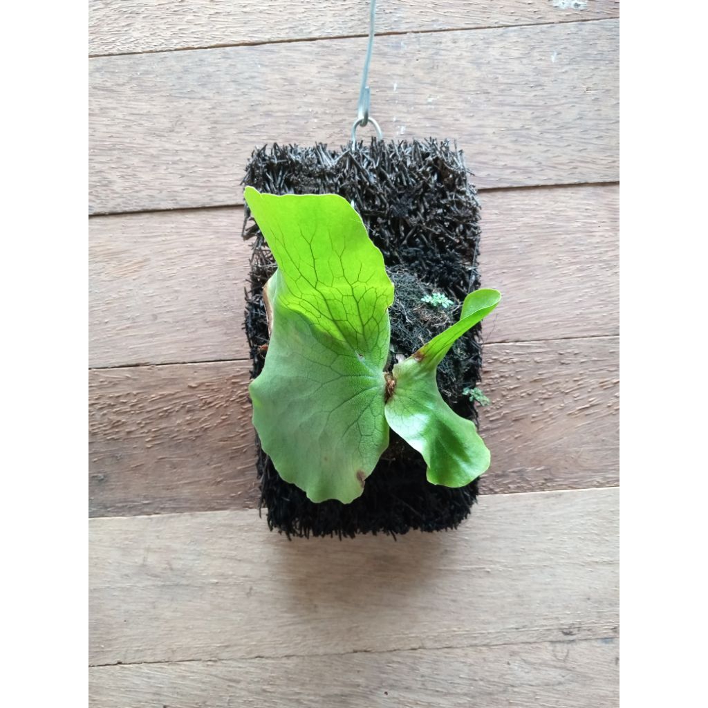 platycerium elephantotis