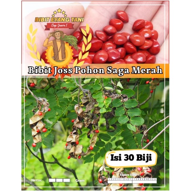 Bibit Joss Pohon Saga Merah | Biji Benih Pohon Saga Merah | Pohon Saga Merah