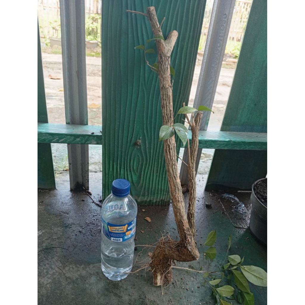 kemuning dongkelan akar batang kemuning lokal bahan bonsai