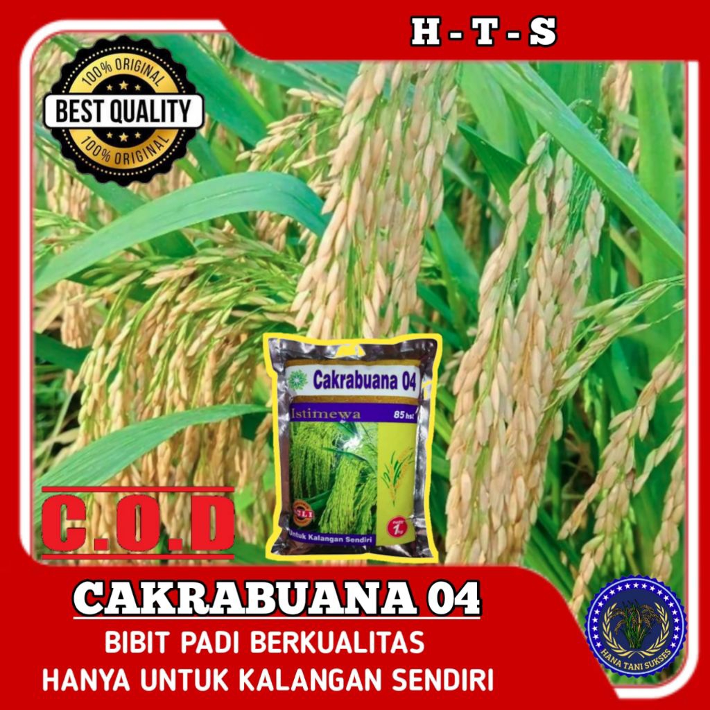 BENIH padi Bibit Padi Unggul CAKRABUANA04 Kualitas Super