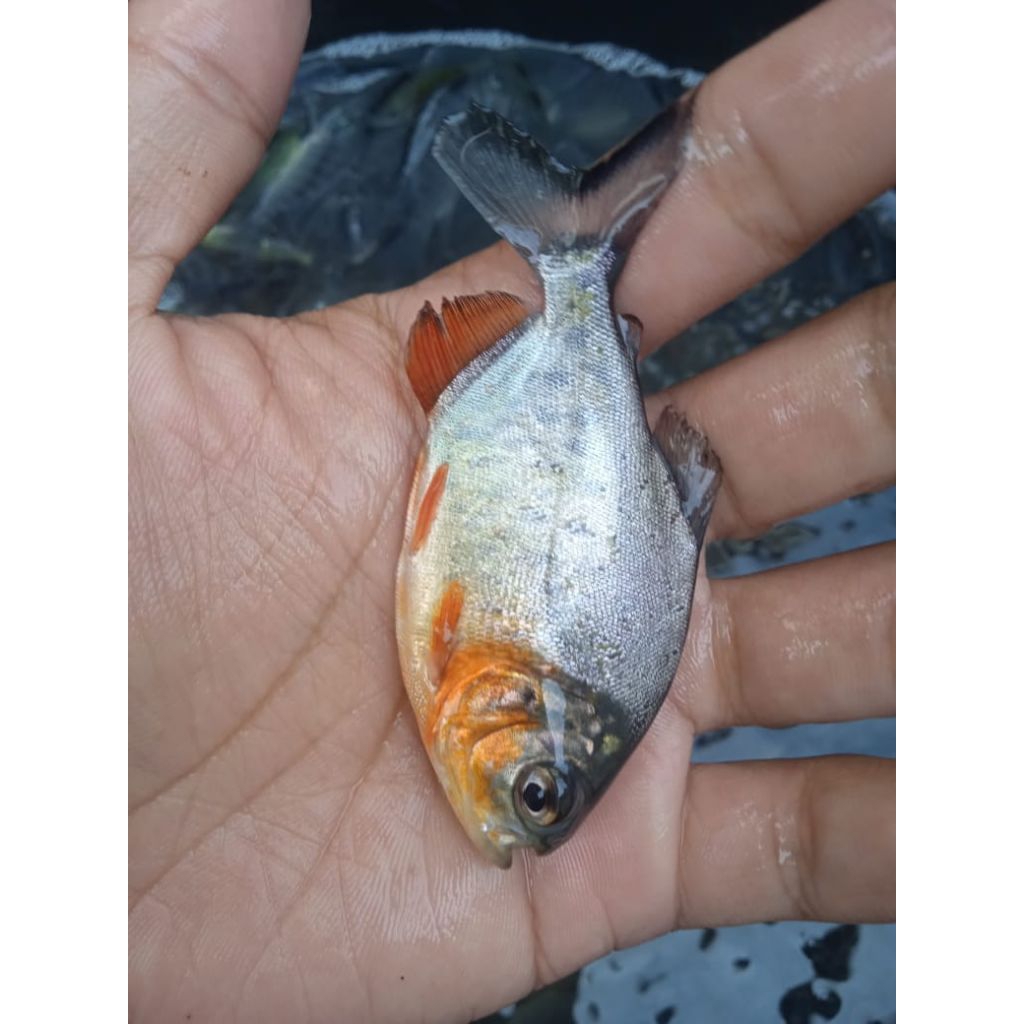 Benih bawal 2jari pull paket 30ekor