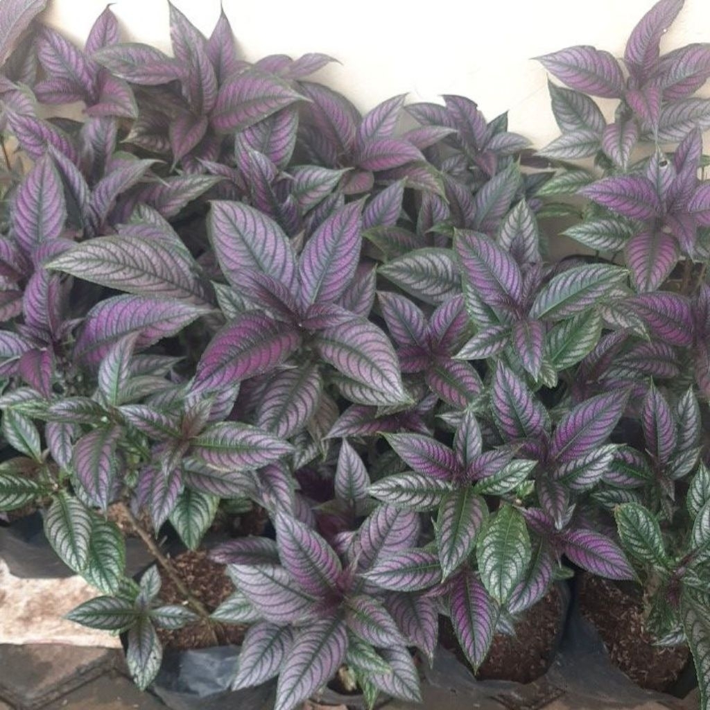 Tanaman keji beling daun ungu