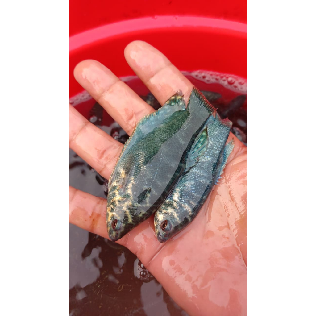 Paket isi 10 ekor benih ikan sepat biru/benih ikan sepat paradise