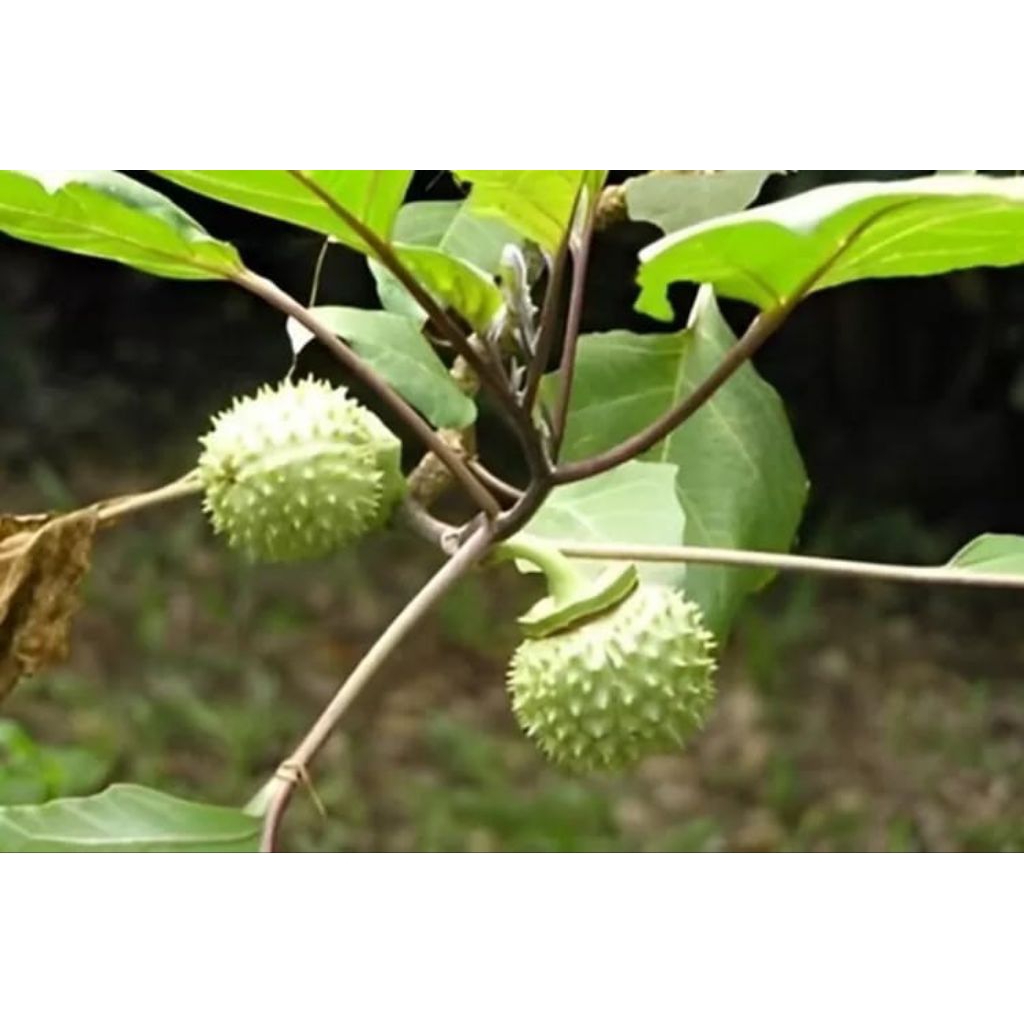 paket 5 kecubung wulung, buah tanaman kecubung, buah kecubung.