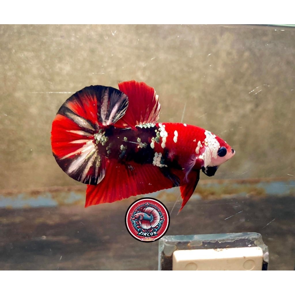 cupang red koi cooper rkc top grade hiasan akuarium hobi & koleksi|cupang ironman