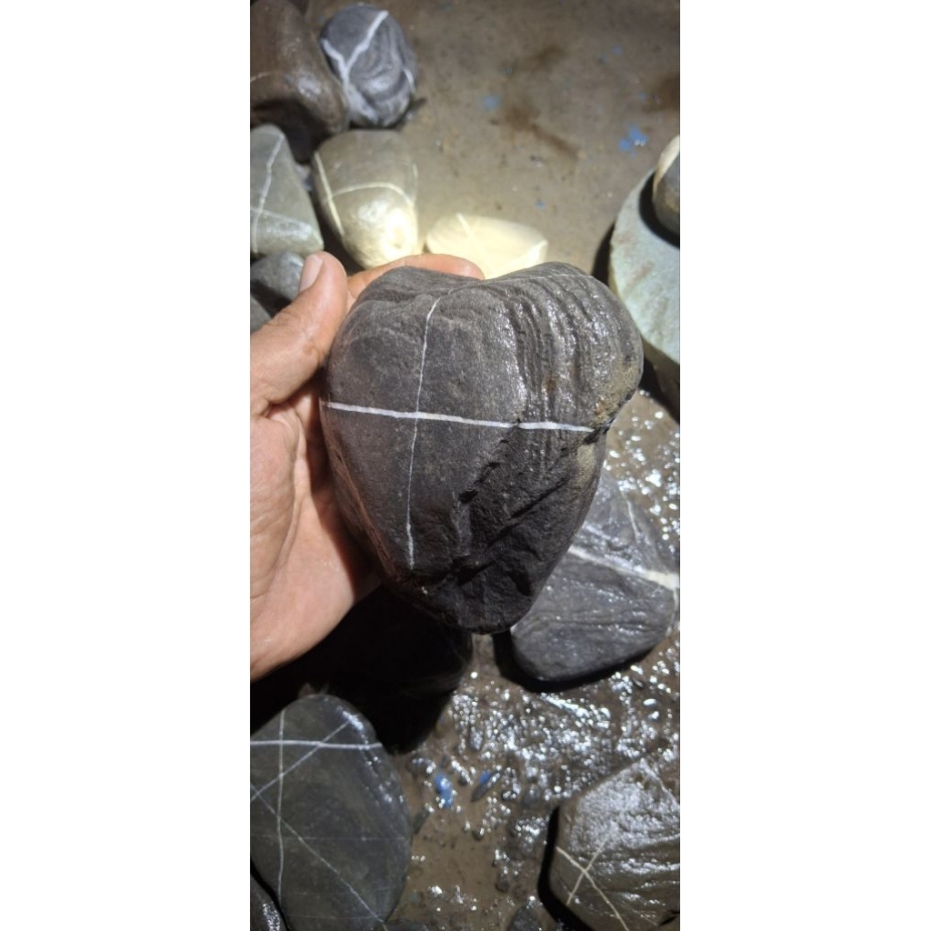 akik tapak jalak badar emas