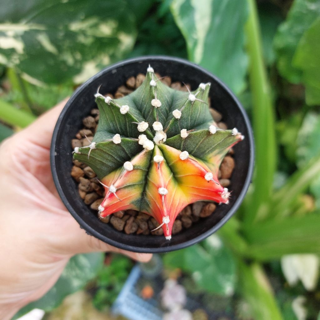 LB Varigata 1241 Single Spine Gymno Gymnocalycium LB Ori Kaktus Palembang Sukulen