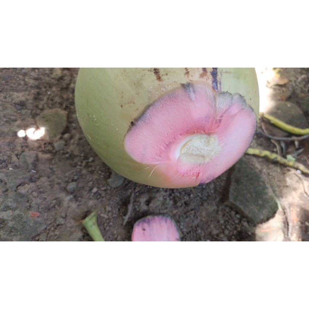 Degan Hijau (Wulung)