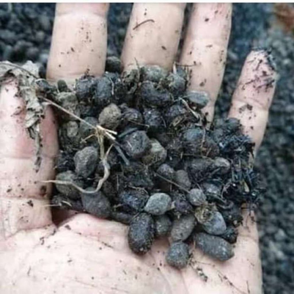 1 kg pupuk kompos srintil kambing, kotoran kambing, pupuk nutrisi tinggi, campuran media tanam.