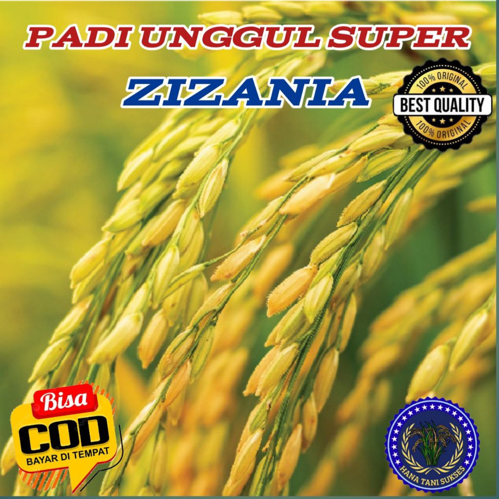 (1KG) BENIH BIBIT PADI SUPER ZIZANIA ACEH