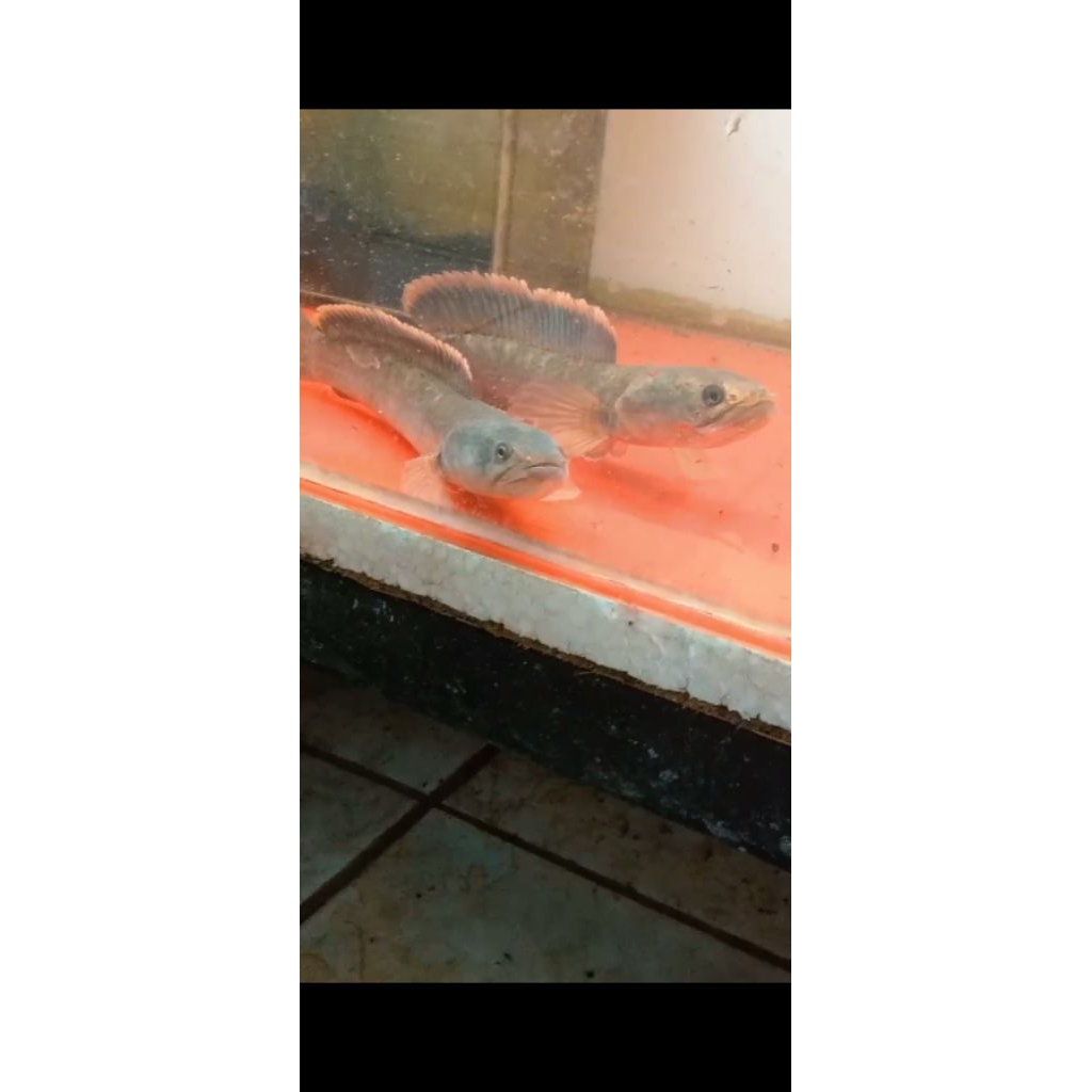 (GARANSI 100%) stiker chana limbata WC pair alam size jumbo 18-22++