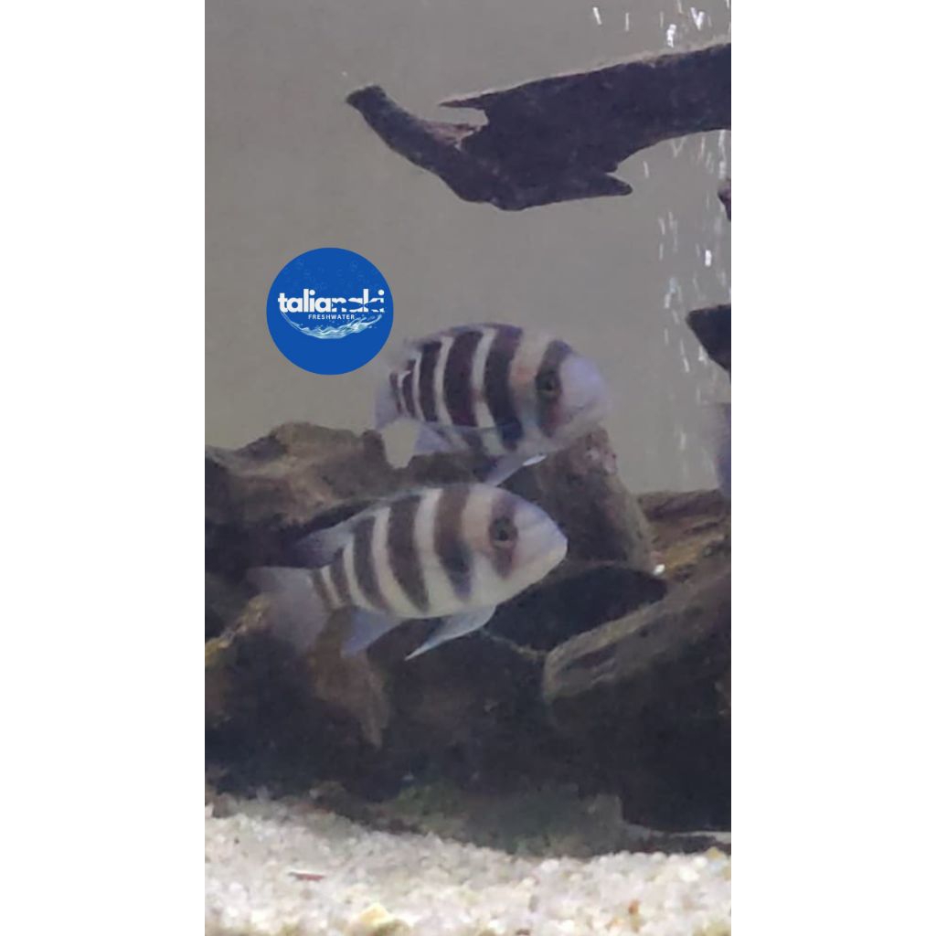 frontosa black widow 4-6cm