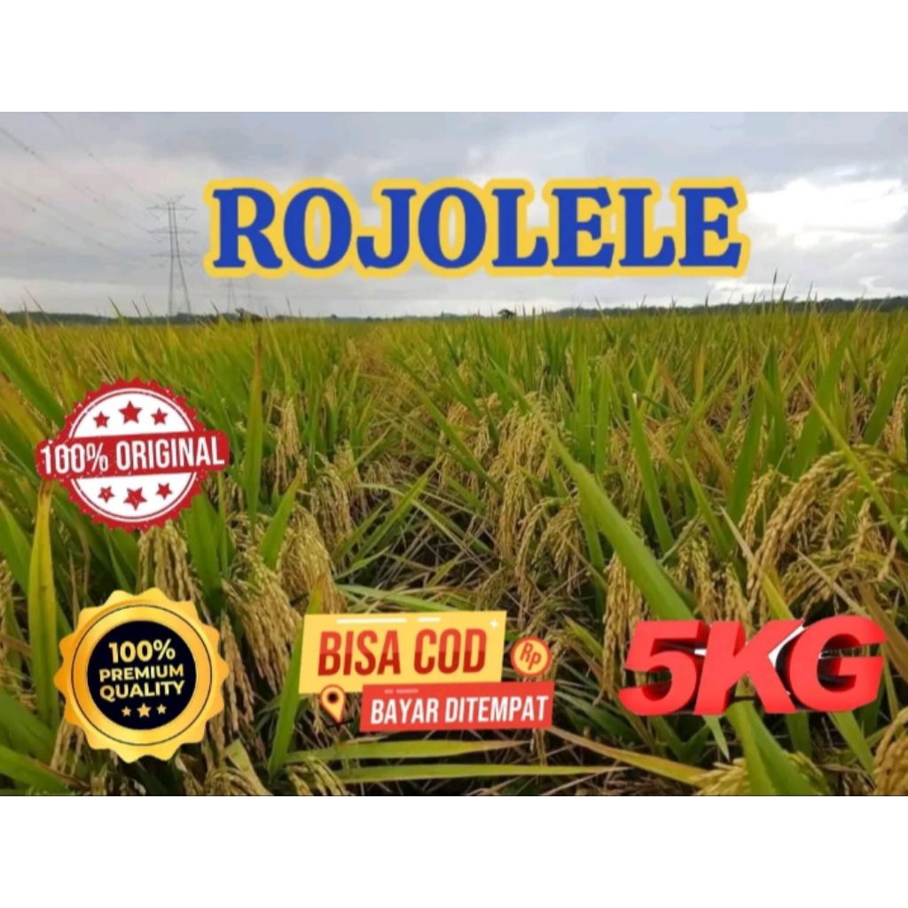 BENIH BIBIT PADI ROJOLELE ASLI BERKUALITAS KEMASAN 5KG