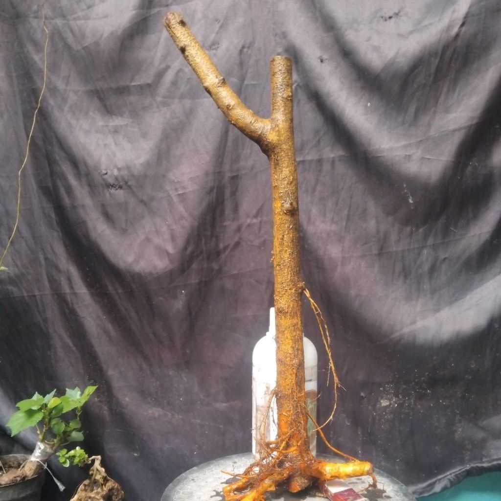 Bahan Bonsai Sisir Kaliage Dongkelan Bunjin Stile Medium Size The Maxx 30cm real pick