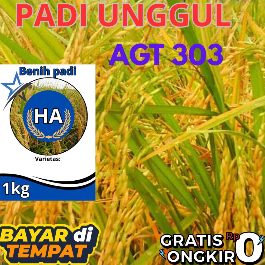 BENIH BIBIT PADI AGT 303/PADI UNGGUL 303 AGT KEMASAN 1KG