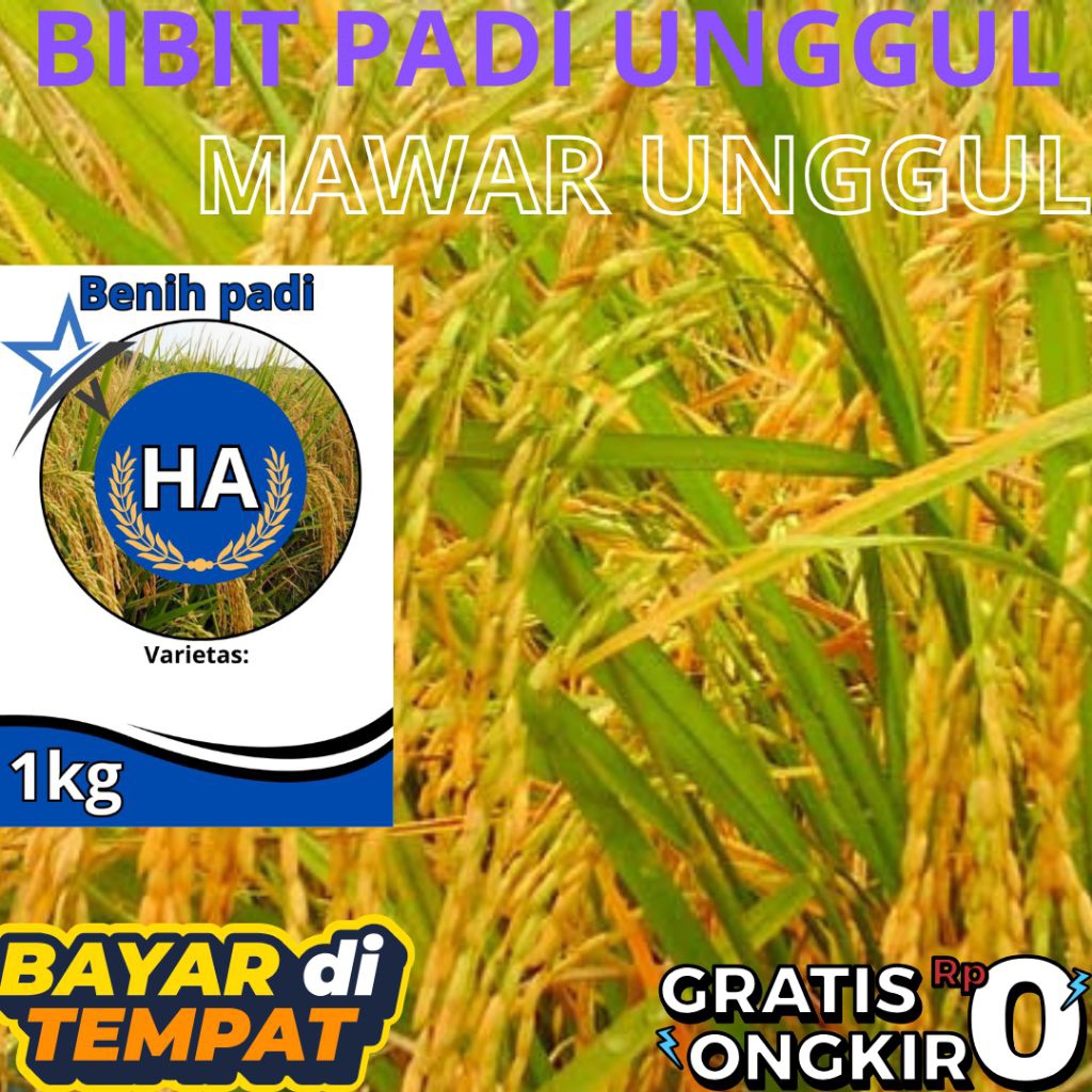 BENIH PADI MAWAR KUALITAS UNGGUL 1KG