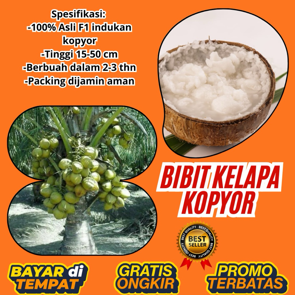 KUALITAS UNGGULAN  Bibit Kelapa Kopyor Madu, Bibit Kelapa Kopyor Super, Bibit Kelapa Kopyor Terdekat