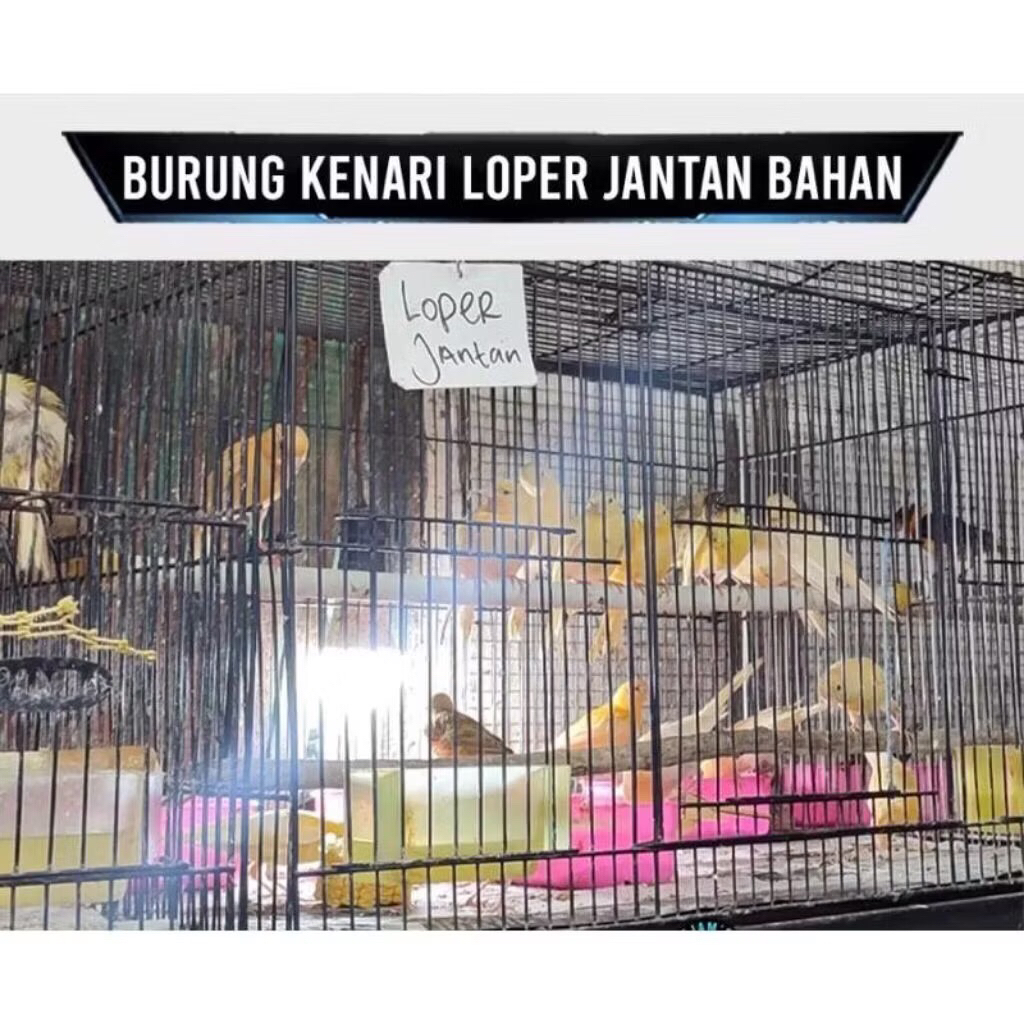 Kenari Loper cerah pilihan jantan