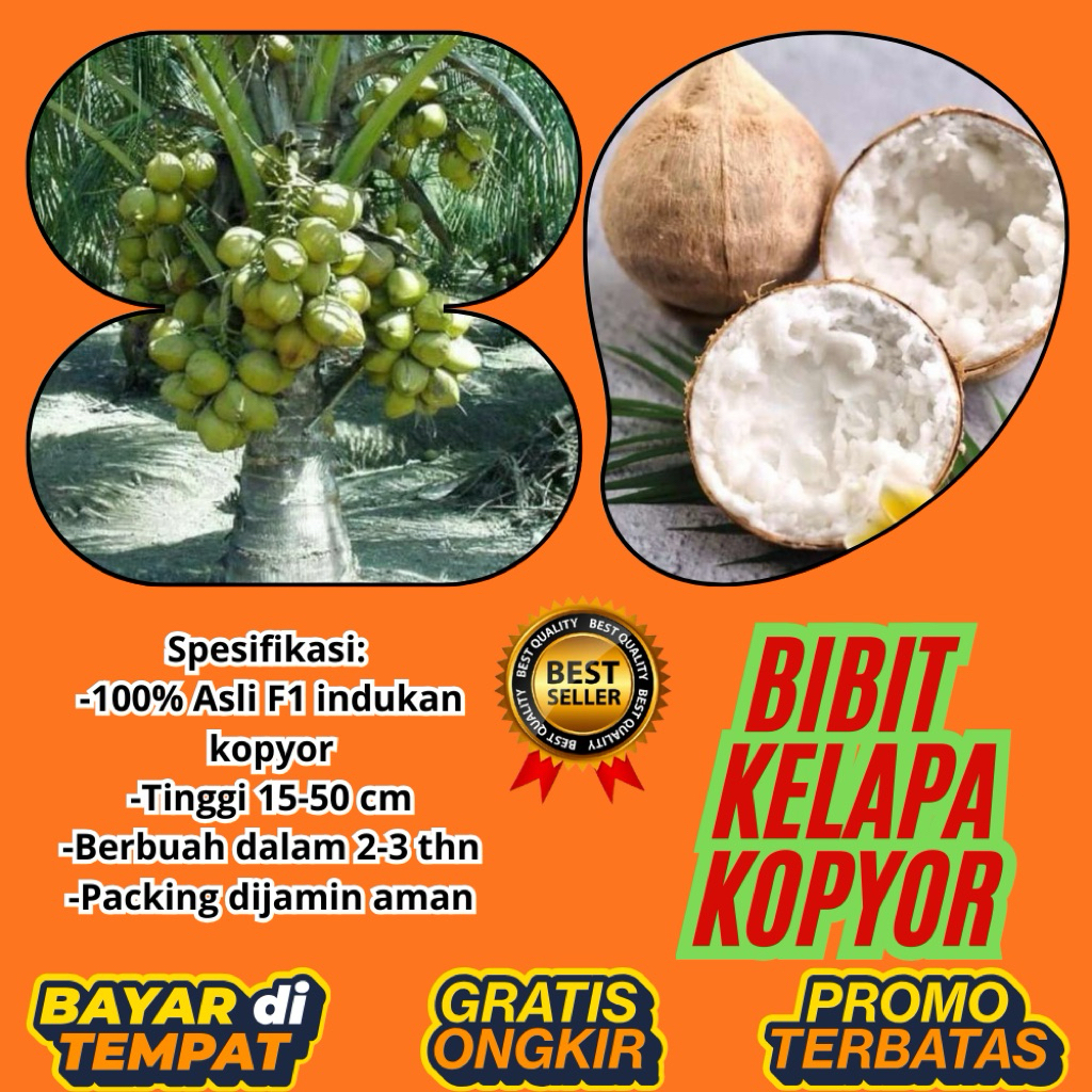 100 % ASLI  Pohon Kelapa Kopyor, Pohon Kelapa Kopyor Asli, Pohon Kelapa Kopyor Bersertifikat
