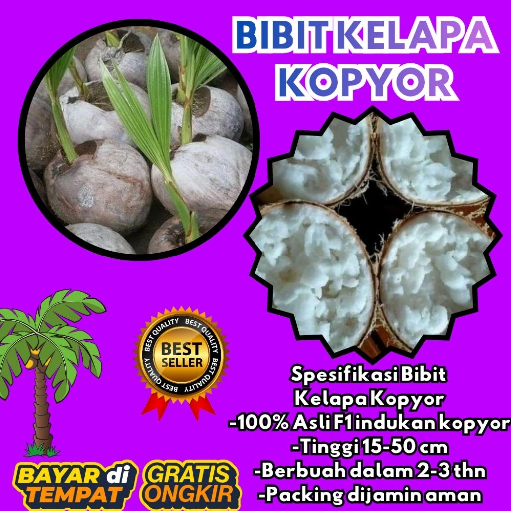 POHON PENDEK  Bibit Kelapa Kopyor Harga, Bibit Kelapa Kopyor Jelly, Bibit Kelapa Kopyor Jelly Thaila