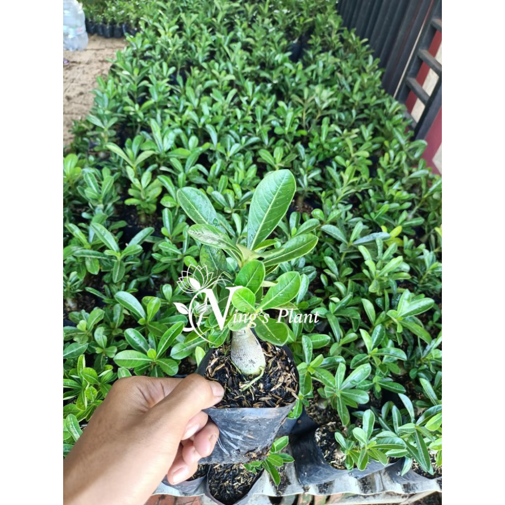 Tanaman Hias Kamboja jepang / Adenium / Bibit adenium Kamboja jepang