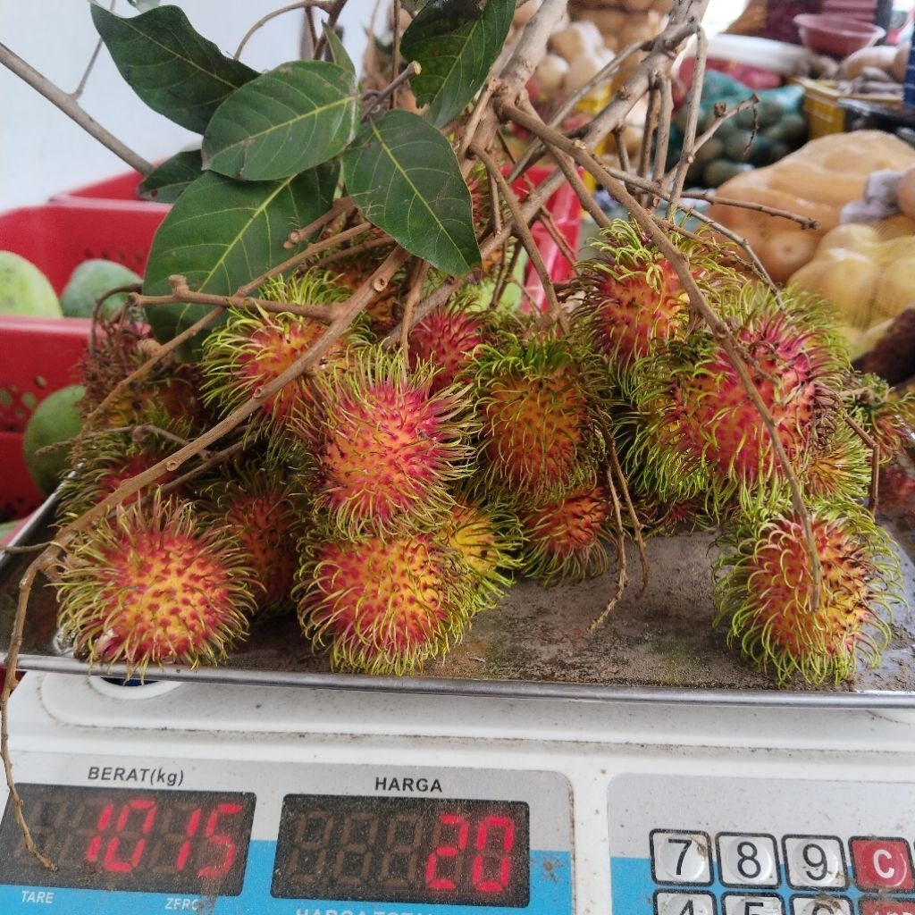 RAMBUTAN BINJAI MANIS 1KG / RAMBUTAN BULUS MANIS 1 KG