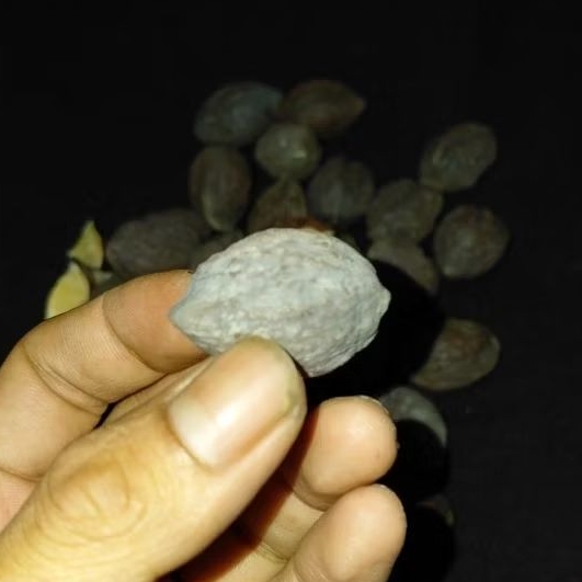 muncang adu jayanti anak milenial