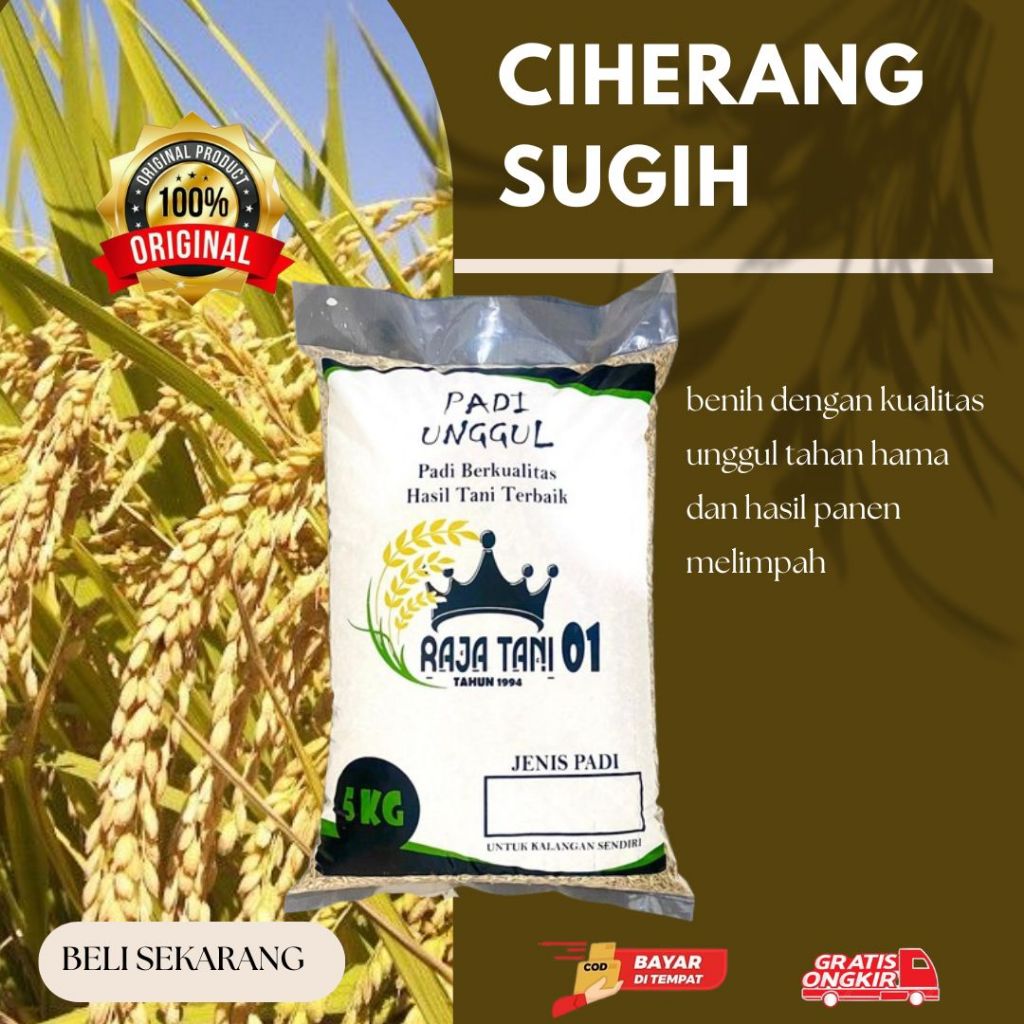BENIH PADI CIHERANG SUGIH kemasan 5kg 100%Original