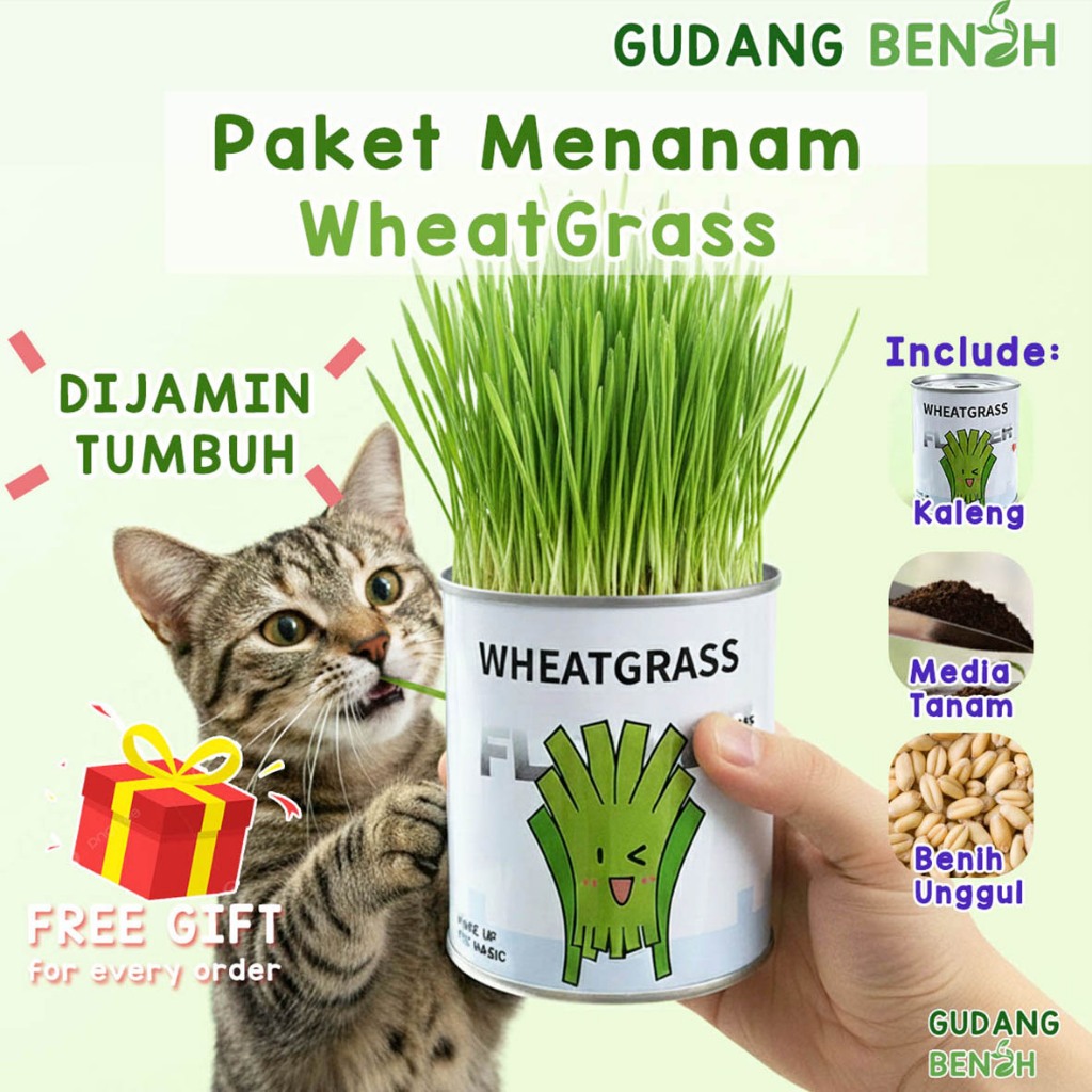 [DIJAMIN TUMBUH] PAKET Lengkap DIY Wheatgrass | Rumput Wheatgrass | Benih Wheatgrass Rumput Kucing