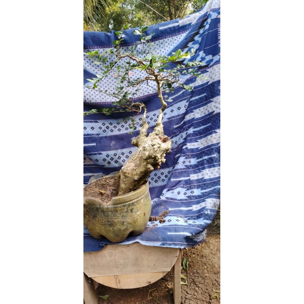 bonsai serut ekstrim bonsai siap pajang bonsai streblus asper bonsai jadi
