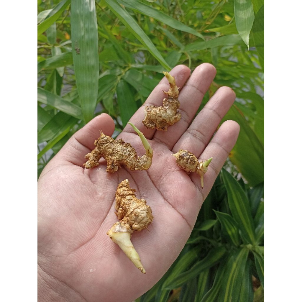 Bibit Jahe Emprit / Benih Jahe Emprit